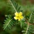 Tribulus-Terrestris