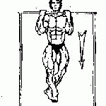 exercitii pentru bicepsi