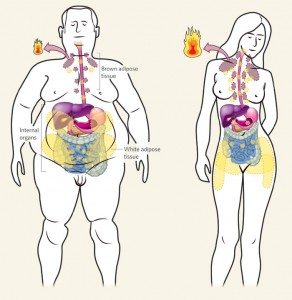 Adevarul despre grasimea abdominala