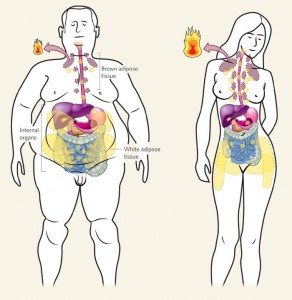 topeste grasimea abdominala instant cu ajutorul unei fierturi)