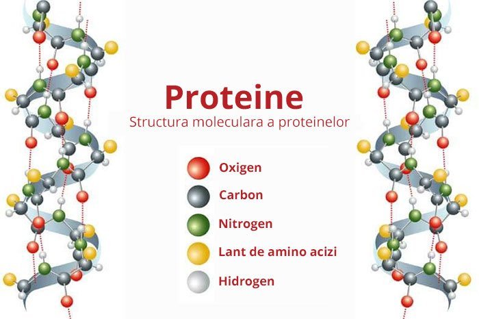 Ce sunt proteinele?