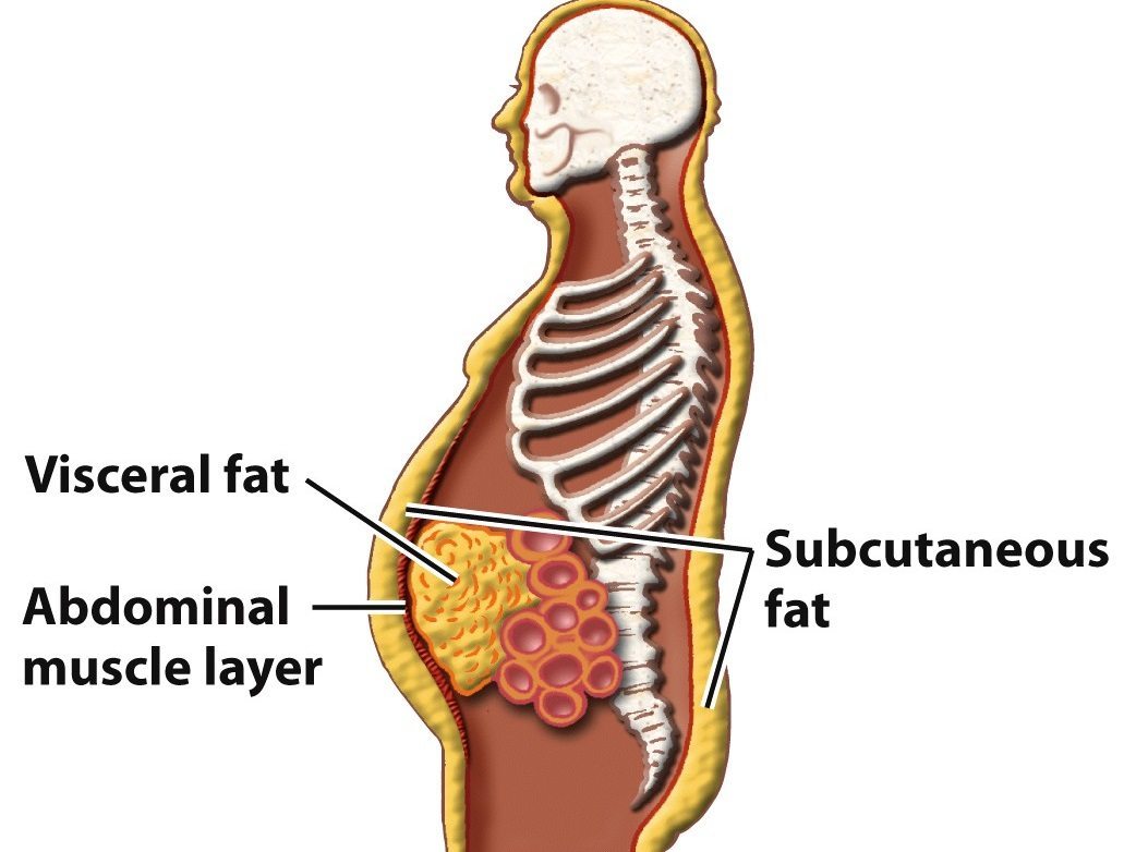 grasime de pe abdomen