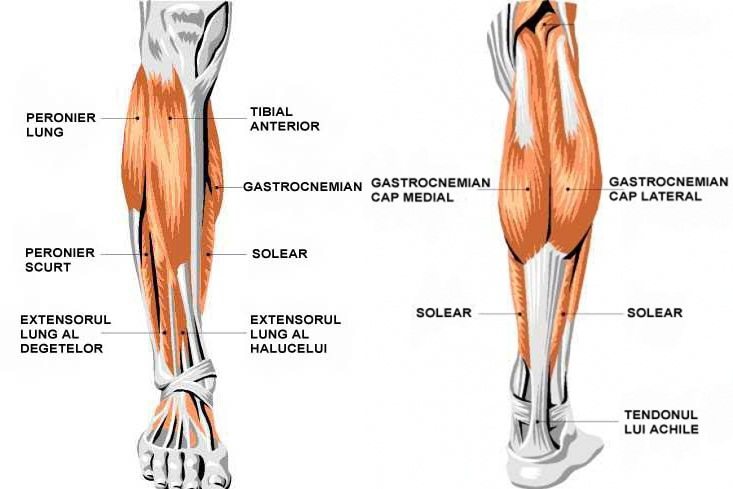 Sindromul de stres tibial (durerea tibială, shin splints)