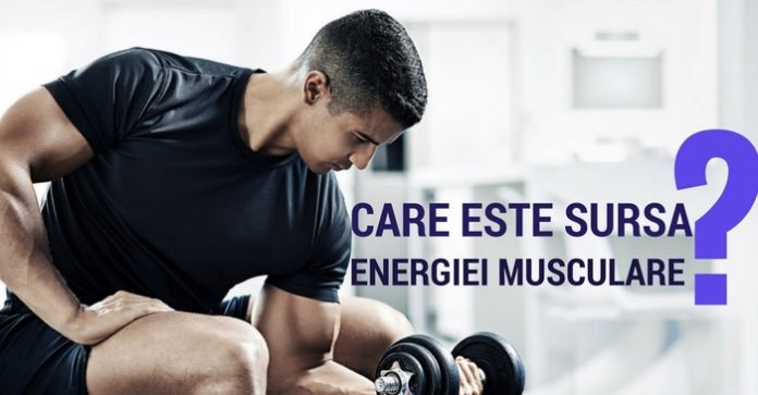 energetica musculara