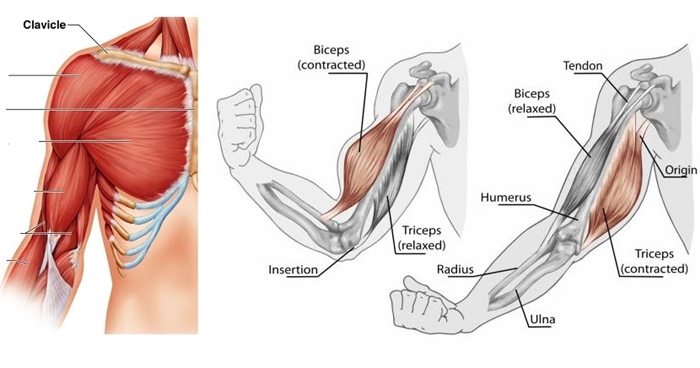 accelerarea recuperarii musculare