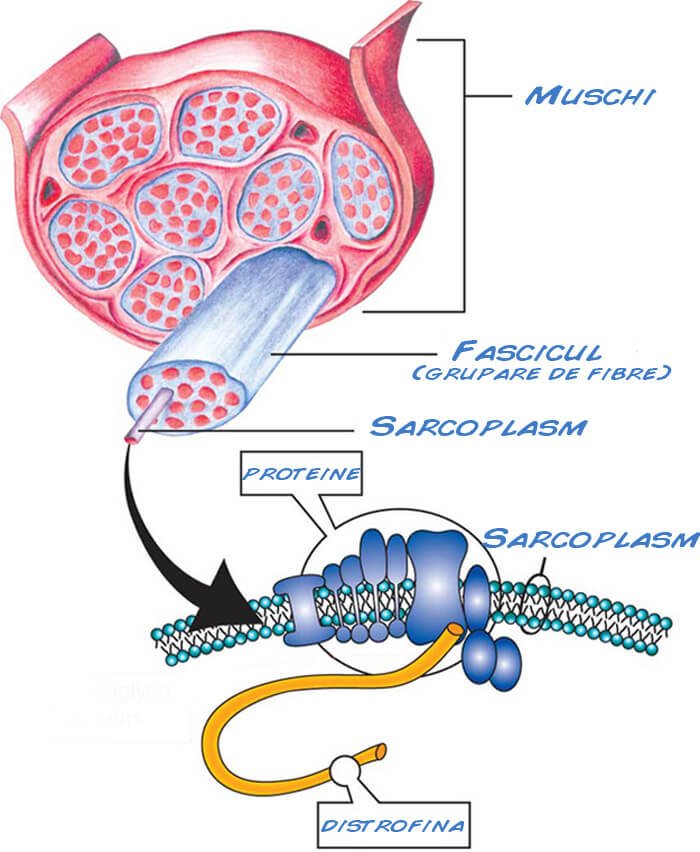 suplimente proteice proteina din alimente