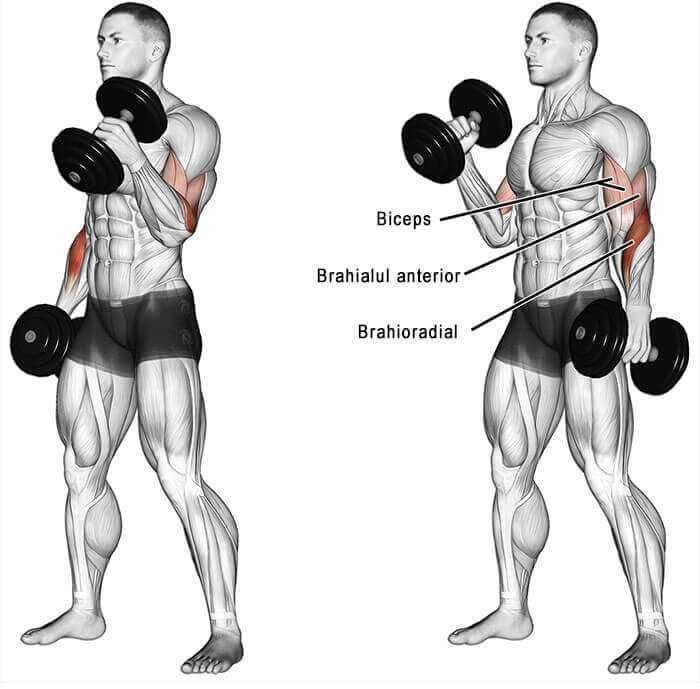 get together Bermad Them Bicepsi de otel: exercitiile ideale, greseli si ponturi