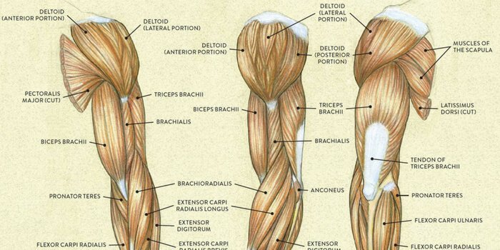 Anatomia deltoizilor