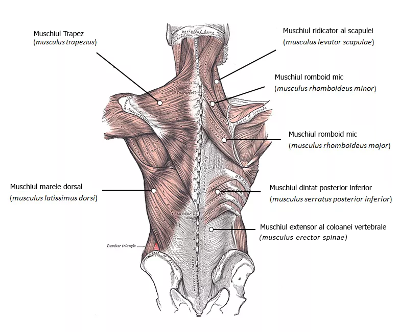 Muschii spatelui - cei mai vizibili muschi ai spatelui
