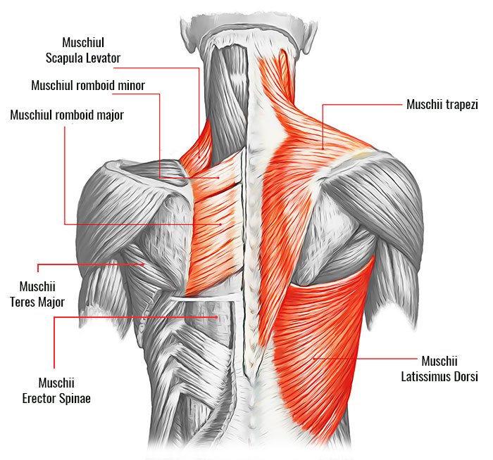 vederea musculaturii spatelui