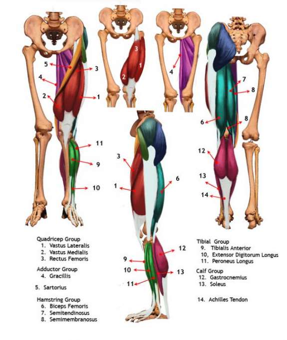 anatomia muschilor picioarelor