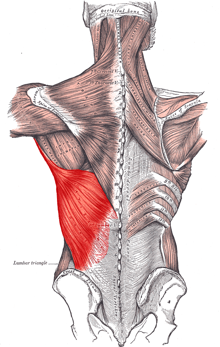 Anatomia marelui dorsal